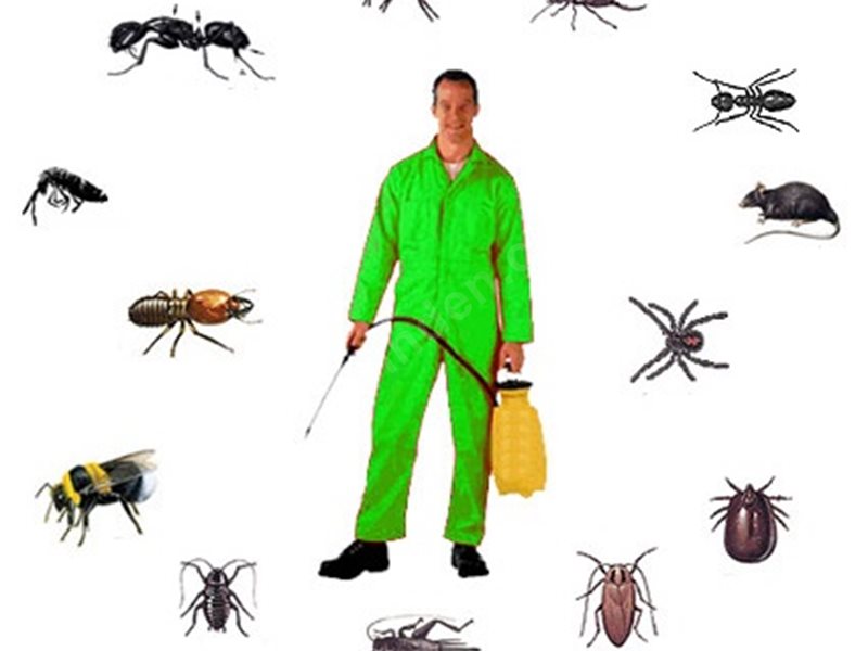 Çay Böcek İlaçlama